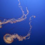 Do Jellyfish Hold the Secret of Curing Cancer?