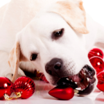 How do Pets React to the Holidays?