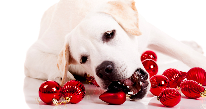 How do Pets React to the Holidays?