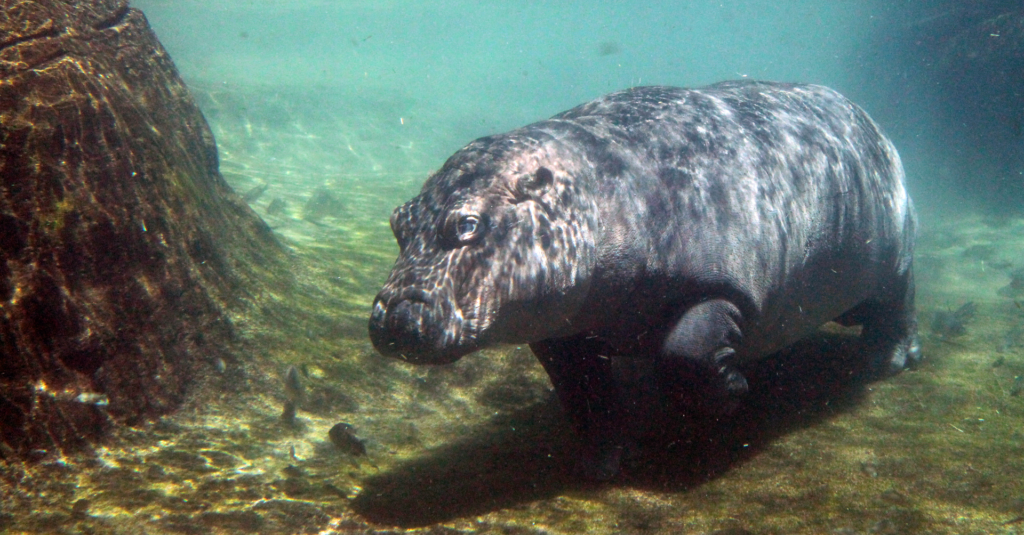 Celebrate with the Cincinnati Zoo this Month