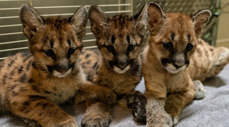 Rescued Mountain Lions Find a New Home