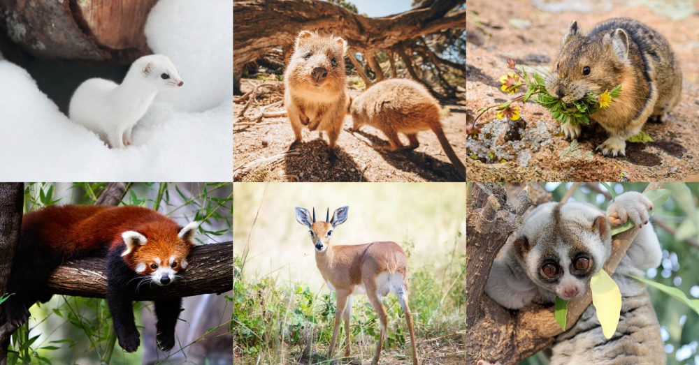 Top Ten Cutest Animals in Existence