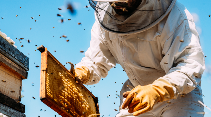5 Things Beekeeping Does For You!