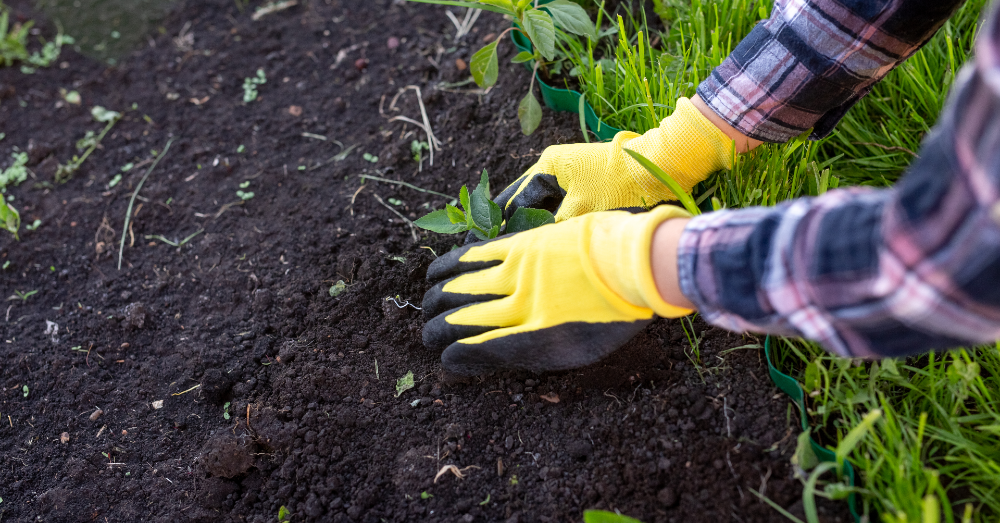 10 Reasons to Start a Garden