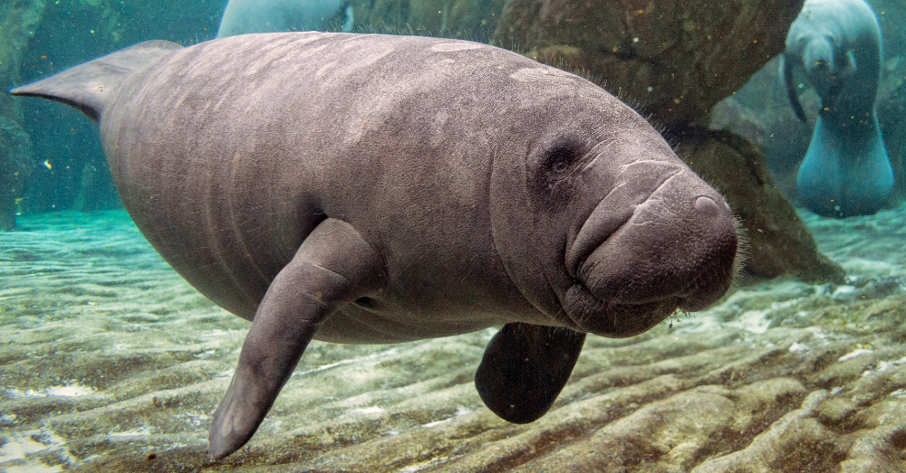 5 Ways to Help Endangered Manatees