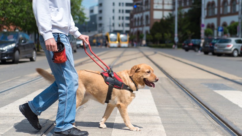 These 5 Breeds Make the Best Service Dogs