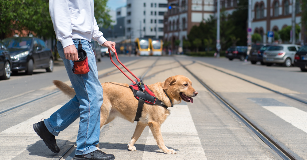 These 5 Breeds Make the Best Service Dogs