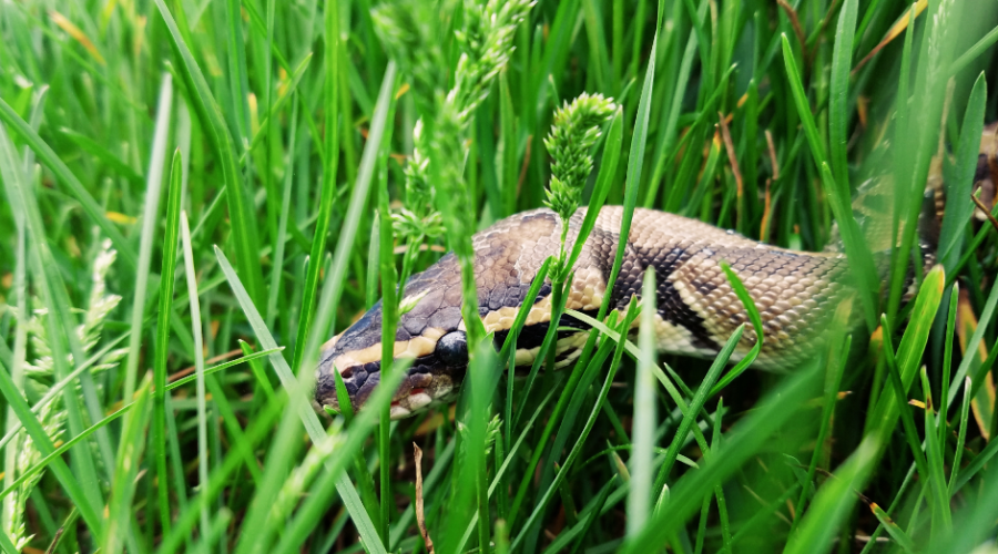 The Fascinating Story Behind Florida’s Burmese Python Hunters