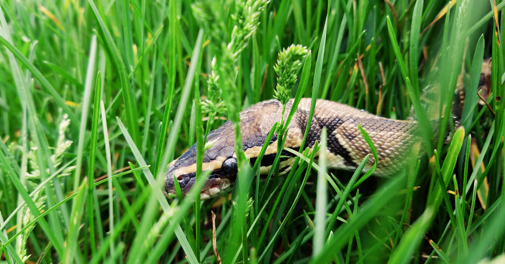 The Fascinating Story Behind Florida’s Burmese Python Hunters