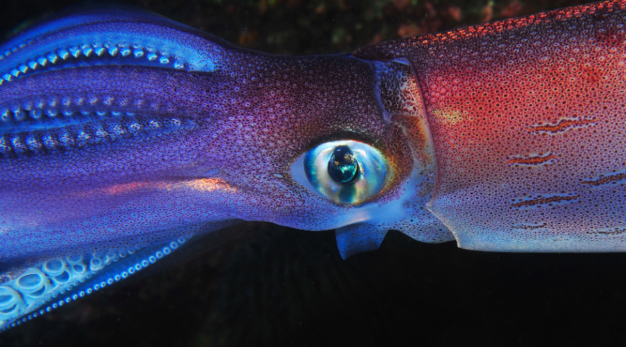 How is the Giant Squid Still So Mysterious?