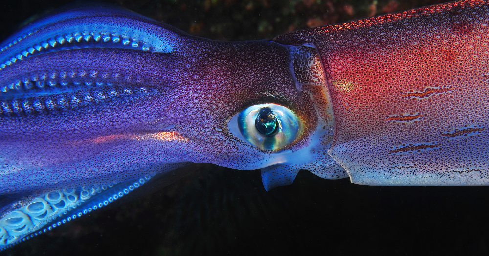 How is the Giant Squid Still So Mysterious?