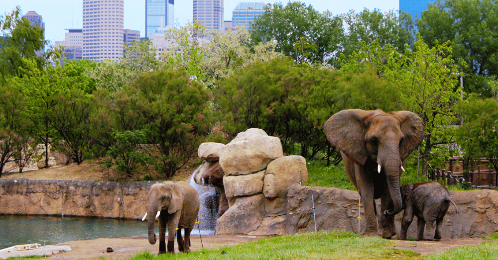 5-incredible-things-to-do-in-indianapolis-indiana-zoo