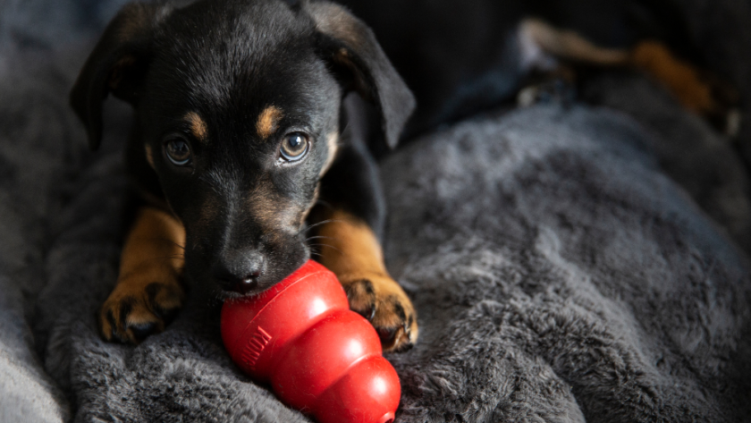 Help Your Dog Find the Right Chew Toy to Enjoy