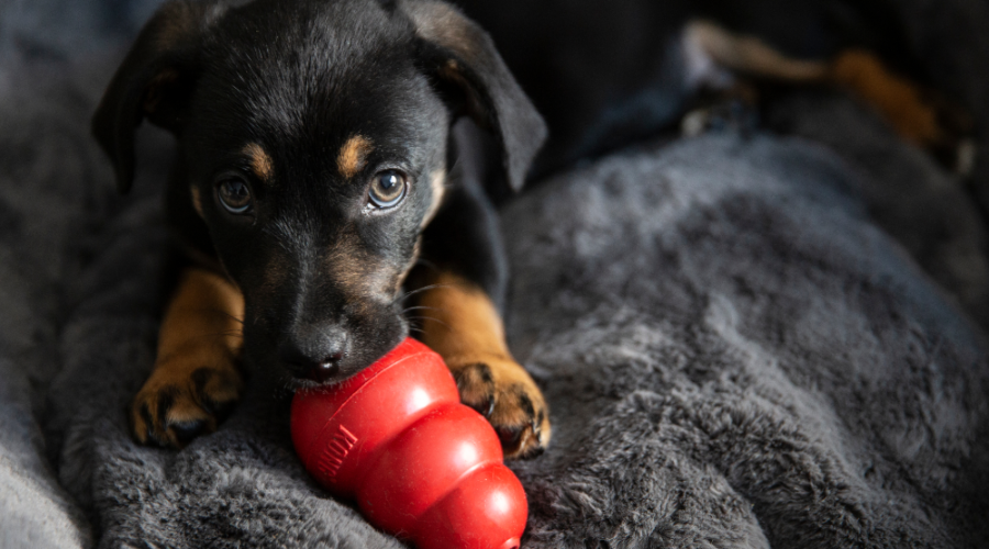 Help Your Dog Find the Right Chew Toy to Enjoy