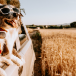 5 Products that Can Make Car Rides Better for Your Pets