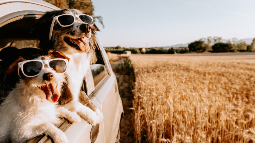 5 Products that Can Make Car Rides Better for Your Pets