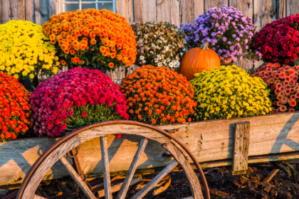 Fall Flowers: Keeping Your Garden Vibrant Until Winter
