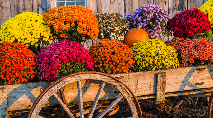 Fall Flowers: Keeping Your Garden Vibrant Until Winter