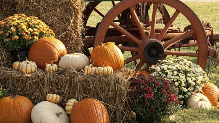 Feast Your Senses on These Top 7 Fall Festivals in the United States