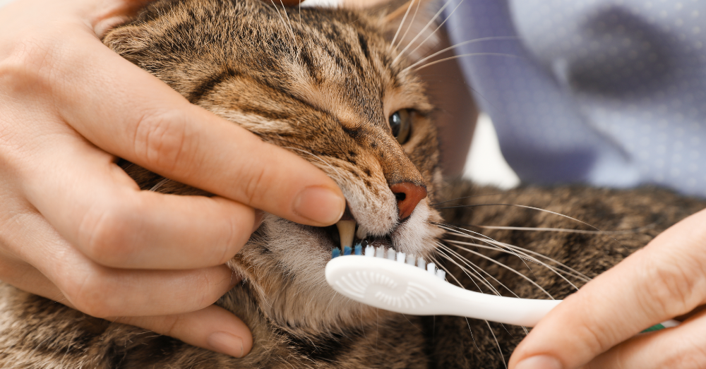 Essential Cat Toothpaste for Optimal Feline Oral Health
