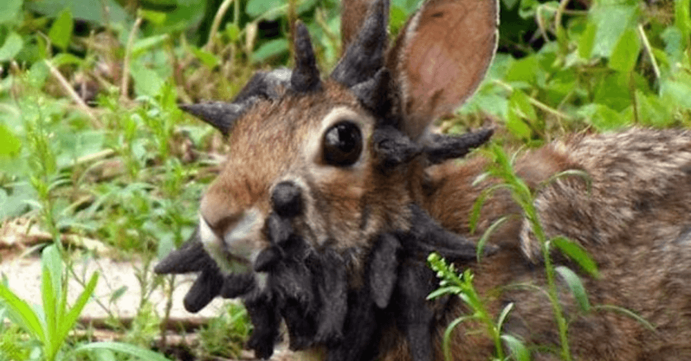 People Keep Finding Rabbits With Creepy Black Spikes Growing Out of Their Faces