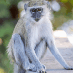 Monkeys on the Loose in St. Louis AI Images Make Wild Chase Even Wilder - featured image of vervet monkey on a wall