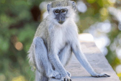 Monkeys on the Loose in St. Louis AI Images Make Wild Chase Even Wilder - featured image of vervet monkey on a wall