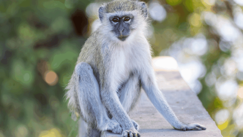 Monkeys on the Loose in St. Louis AI Images Make Wild Chase Even Wilder - featured image of vervet monkey on a wall