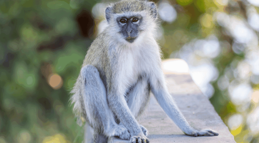 Monkeys on the Loose in St. Louis AI Images Make Wild Chase Even Wilder - featured image of vervet monkey on a wall