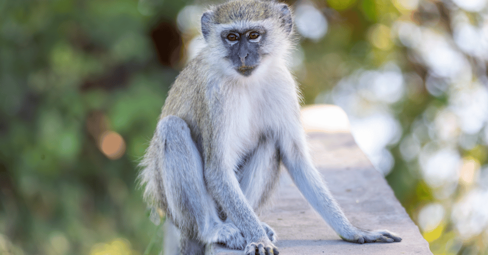 Monkeys on the Loose in St. Louis AI Images Make Wild Chase Even Wilder - featured image of vervet monkey on a wall
