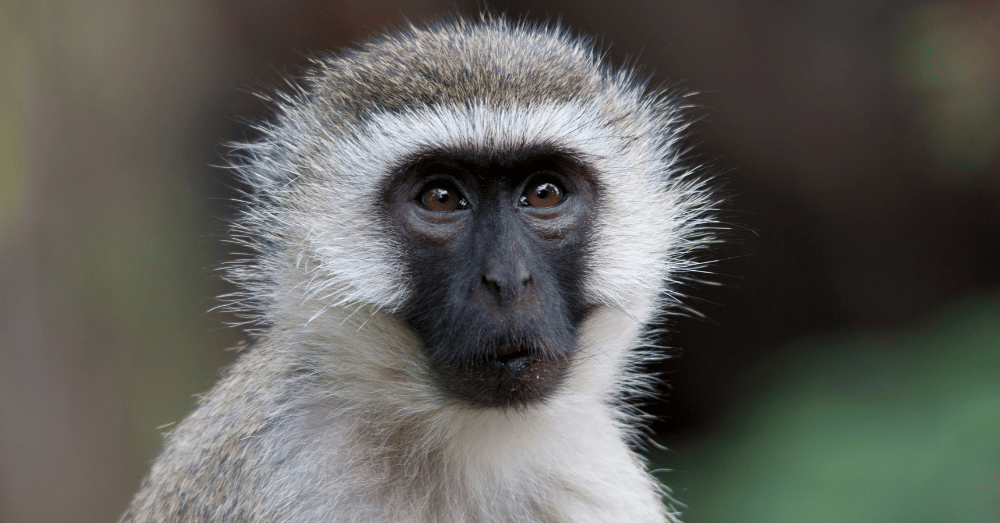 Monkeys on the Loose in St. Louis AI Images Make Wild Chase Even Wilder - vervet monkey portrait