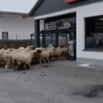 sheep supermarket Germany