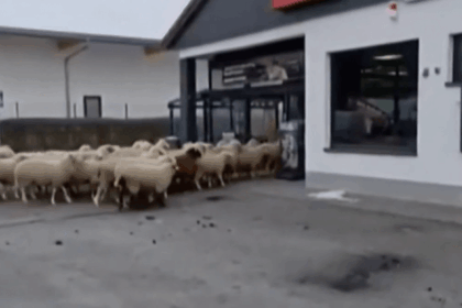 sheep supermarket Germany