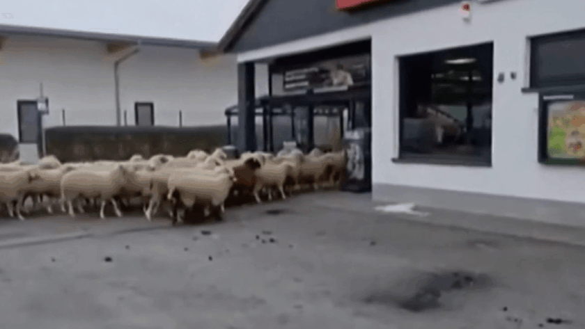 sheep supermarket Germany