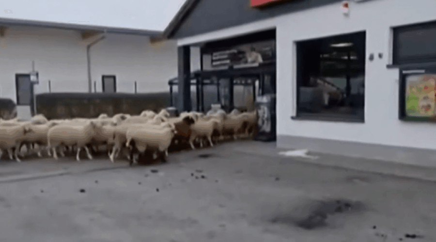 sheep supermarket Germany