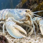 Pale blue and white lobster in a research aquarium