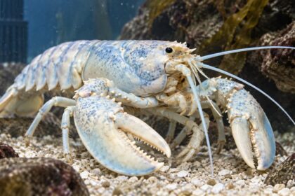 Pale blue and white lobster in a research aquarium